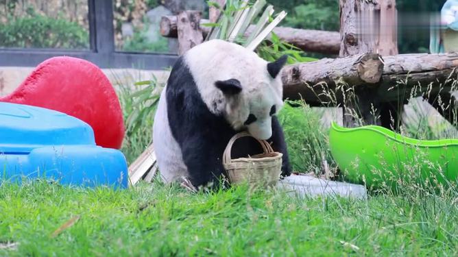 探寻熊猫天下的魅力，最新熊猫视频大放送