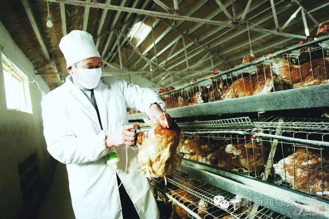 禽流感最新动态周全解读，最新新闻与应对之策
