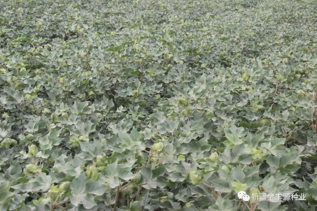 棉籽最新价钱动态，影响因素剖析与市场趋势展望