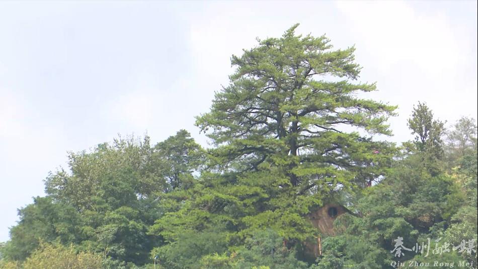 天水市市林业局最新生长妄想揭秘，绿色生态建设的未来蓝图