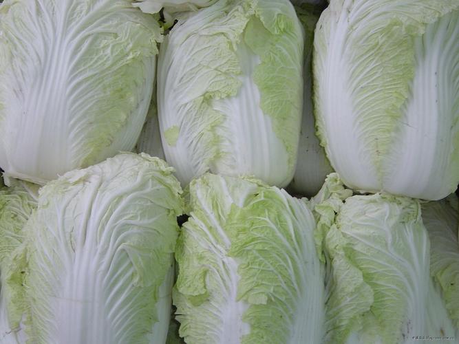 最新注册白菜网，探索与体验之旅