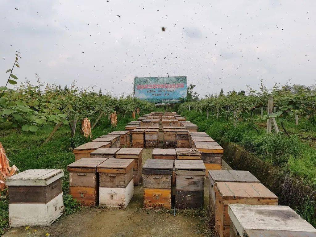 运河区农业农村局新项目推动农业现代化，墟落振兴再添动力