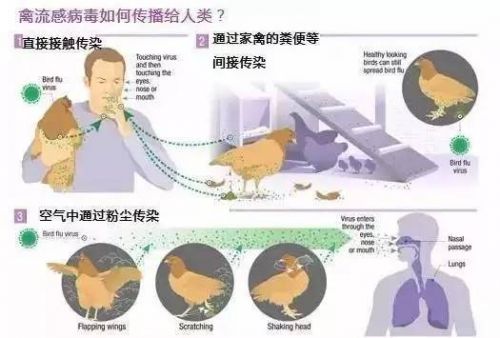 禽流感最新动态2023，全球防控希望与应对战略揭秘