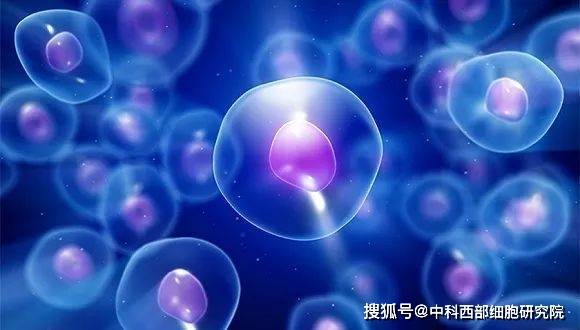 干细胞最新希望，突破与挑战并存的研究动态