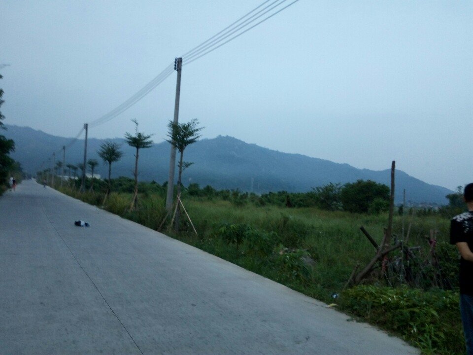 丛生朴树 第7页